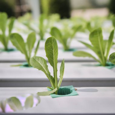 Hydroponics Sistemi sera ve suda bitki yetiştirme çiftliğindeki kavramı, sağlık, gıda ve tarım için organik sebze salatası