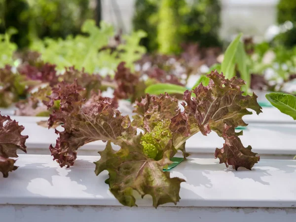 Hydroponics system växthus och ekologiska grönsaker sallad i hy — Stockfoto