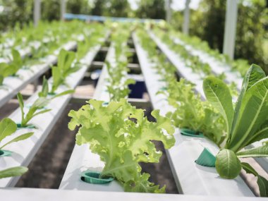 Hydroponics Sistemi sera ve hy organik sebze salatası