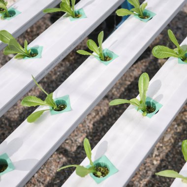 Hydroponics Sistemi sera ve hy organik sebze salatası