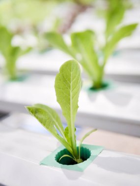 Hydroponics Sistemi sera ve suda bitki yetiştirme çiftliğindeki kavramı, sağlık, gıda ve tarım için organik sebze salatası