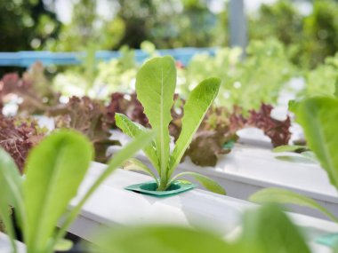 Hydroponics Sistemi sera ve suda bitki yetiştirme çiftliğindeki kavramı, sağlık, gıda ve tarım için organik sebze salatası
