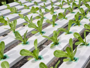Hydroponics Sistemi sera ve suda bitki yetiştirme çiftliğindeki kavramı, sağlık, gıda ve tarım için organik sebze salatası