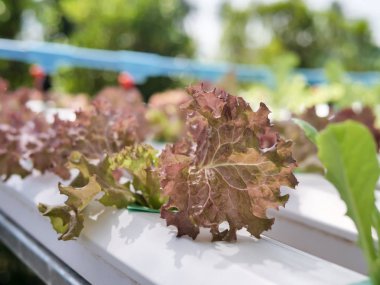 Hydroponics Sistemi sera ve suda bitki yetiştirme çiftliğindeki kavramı, sağlık, gıda ve tarım için organik sebze salatası