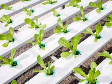 Hydroponics Sistemi sera ve suda bitki yetiştirme çiftliğindeki kavramı, sağlık, gıda ve tarım için organik sebze salatası