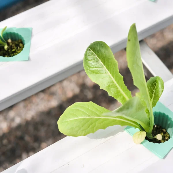 Hydroponics system växthus och ekologiska grönsaker sallad i hy — Stockfoto