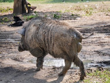 Büyük eski siyah yaban domuzu doğada.