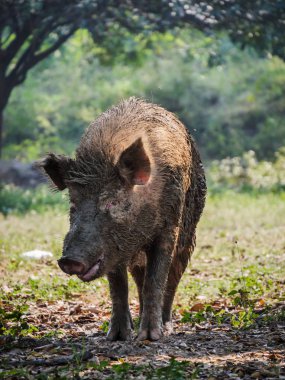 Büyük eski beyaz yaban domuzu doğada.