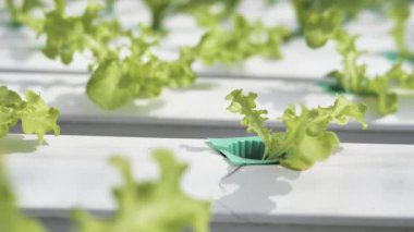Hydroponics Sistemi sera ve suda bitki yetiştirme çiftliğindeki kavramı, sağlık, gıda ve tarım için organik sebze salatası
