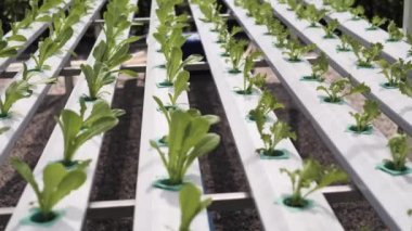 Hydroponics Sistemi sera ve suda bitki yetiştirme çiftliğindeki kavramı, sağlık, gıda ve tarım için organik sebze salatası