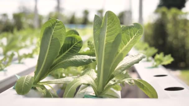 Σύστημα Υδροπονίας Θερμοκηπίου Και Βιολογικά Λαχανικά Σαλάτα Στο Αγρόκτημα Υδροπονία — Αρχείο Βίντεο