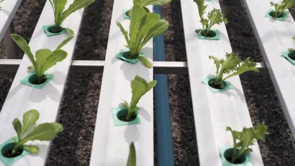Sistema Hidropónico Ensalada Invernadero Verduras Orgánicas Granja Hidropónica Para Concepto — Vídeos de Stock