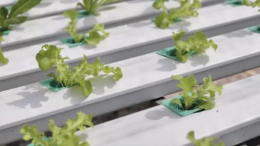 Hydroponics Sistemi sera ve suda bitki yetiştirme çiftliğindeki kavramı, sağlık, gıda ve tarım için organik sebze salatası