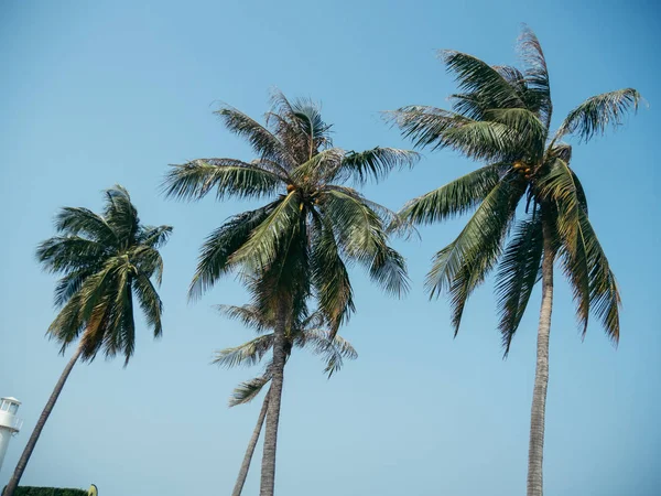 Cocotiers Contre Ciel Bleu — Photo