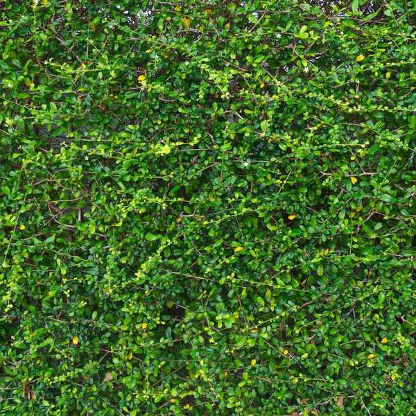 Fond mural feuille verte — Photo