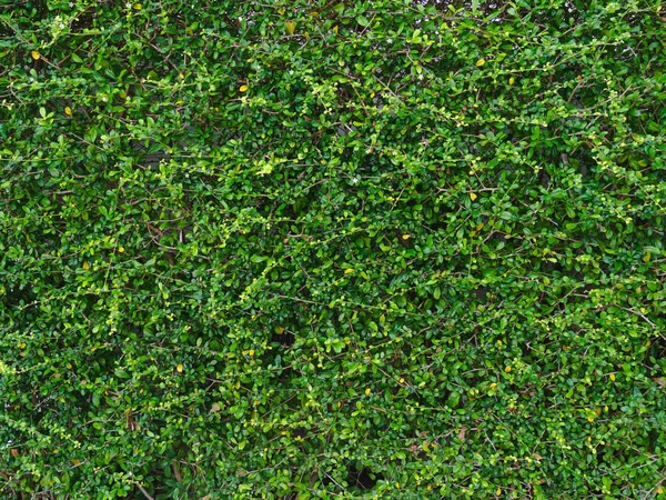 Green leaf wall background — Stock Photo, Image