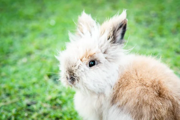 Konijn op groen gras — Stockfoto