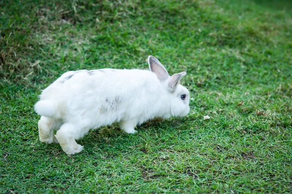 Konijn op groen gras — Stockfoto