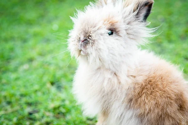 Konijn op groen gras — Stockfoto