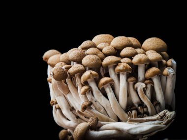 Siyah arka planda bunashimeji mantar.