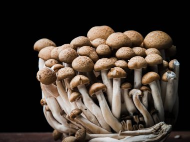 Siyah arka planda bunashimeji mantar.