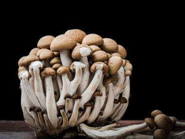 Siyah arka planda bunashimeji mantar.