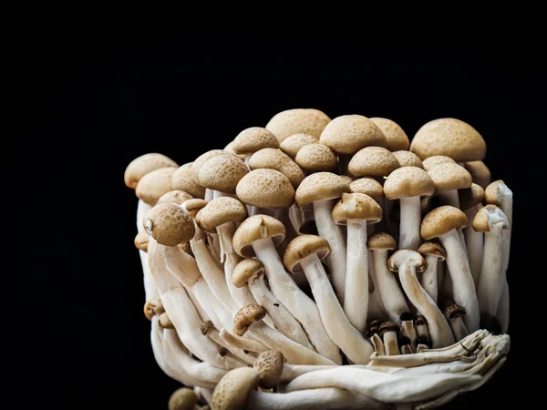 Bunashimeji Pilz auf schwarzem Hintergrund. — Stockfoto