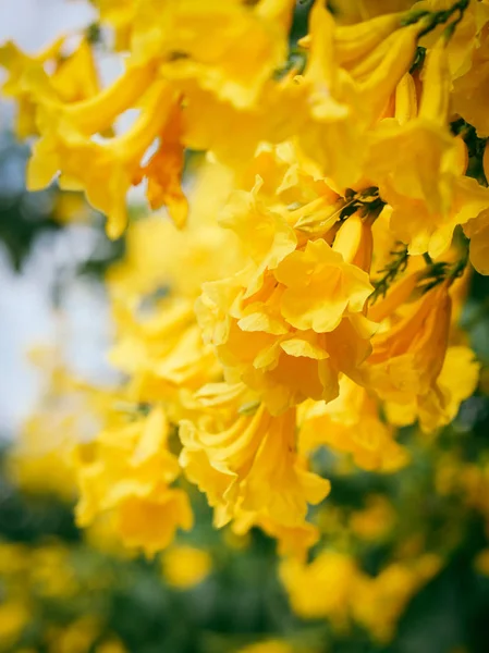 Żółty starszy, Trumpetbush, Trumpetflower, tajski kwiat w przyrodzie. — Zdjęcie stockowe