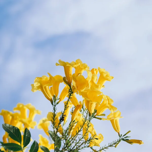 Yellow elder, Trumpetbush, Trumpetflower, Thai flower in nature. — Stock Photo, Image