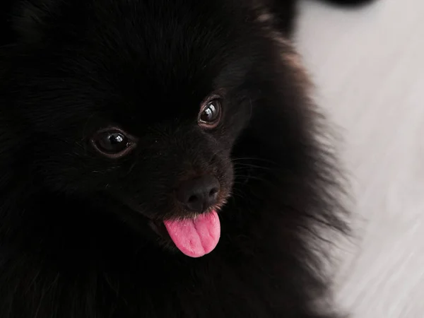 Černá Pomořanská psí roztomilá zvířátka šťastná doma. — Stock fotografie