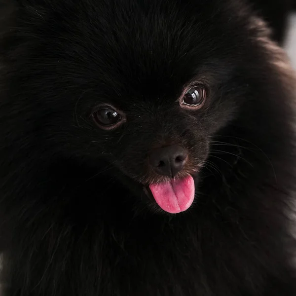 Svart Pomeranian hund söta husdjur lycklig i hemmet. — Stockfoto