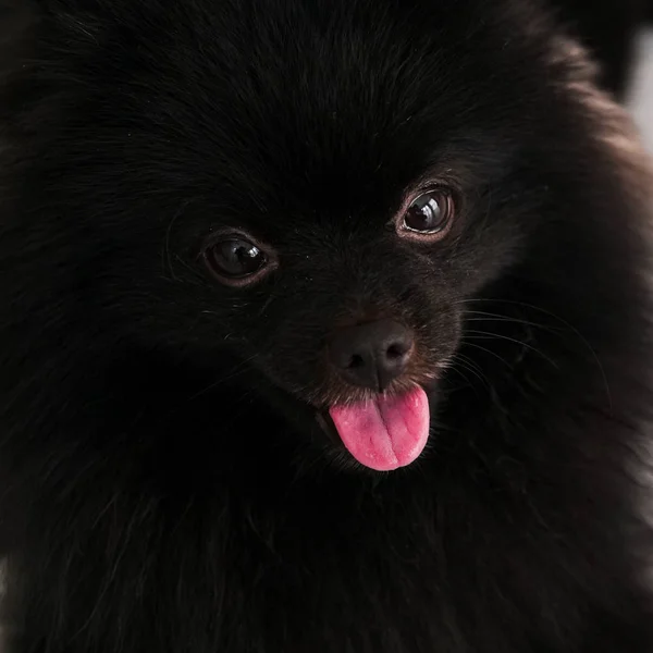 Chien Poméranien noir animaux mignons heureux à la maison . — Photo