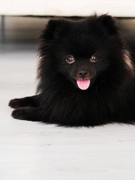 Svart Pomeranian hund söta husdjur lycklig i hemmet. — Stockfoto