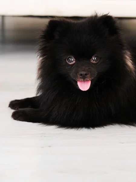 Chien Poméranien noir animaux mignons heureux à la maison . — Photo