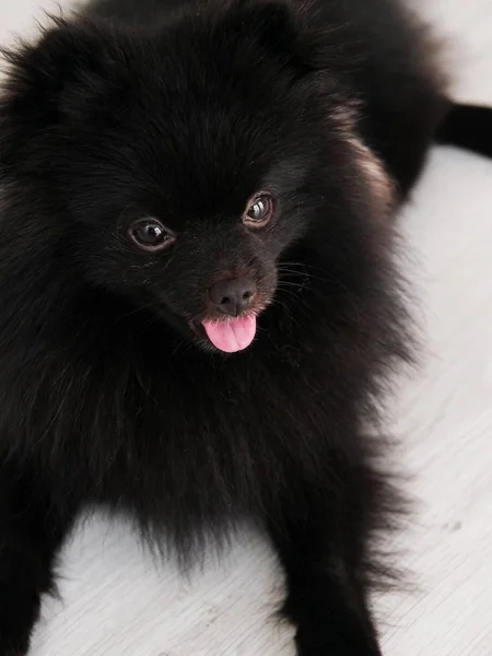 Chien Poméranien noir animaux mignons heureux à la maison . — Photo