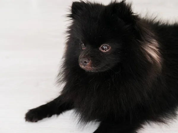 Negro Pomeranian perro lindo mascotas feliz en casa . —  Fotos de Stock