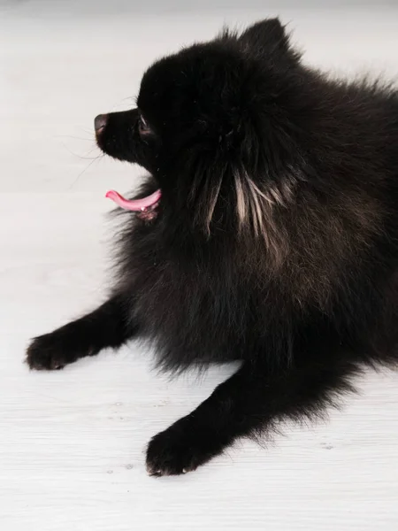 Chien Poméranien noir animaux mignons heureux à la maison . — Photo