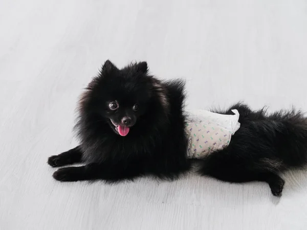 Schwarze Pommersche Hund niedliche Haustiere glücklich zu Hause. — Stockfoto