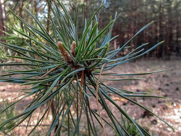 O germe de um cone de pinheiro em um ramo fecham-se — Fotografia de Stock