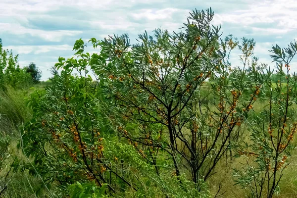 Кущ обліпихи на тлі неба — стокове фото