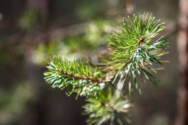 Çam ormanda iğne falan batmazdı