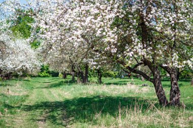 Bahçede elma tomurcukları