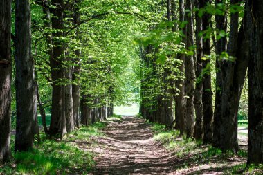 yeşil limon Avenue bahar