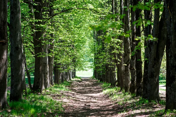 yeşil limon Avenue bahar