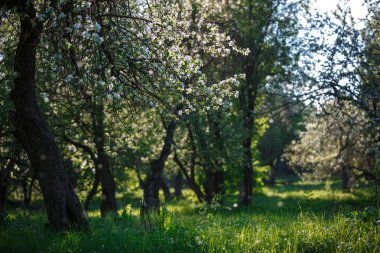 Rusya, elma bahçeleri olan elma ağaçlarının beyaz sokakları çiçekli