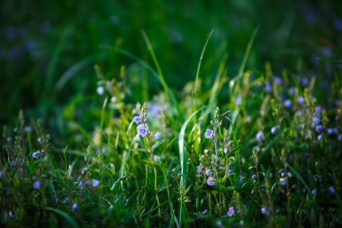 Çayır çimen güneş ışınları tarafından aydınlatılmış