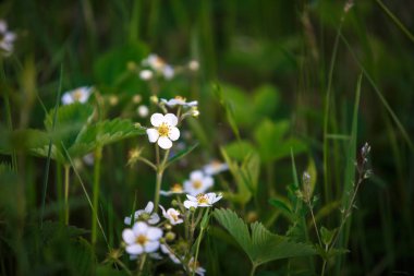 Çayır çimen güneş ışınları tarafından aydınlatılmış