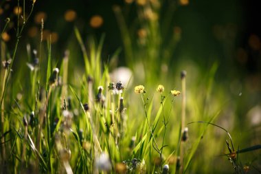 Çayır çimen güneş ışınları tarafından aydınlatılmış