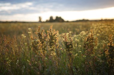Çayır çimen güneş ışınları tarafından aydınlatılmış
