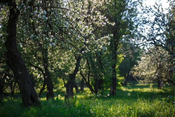 Rusya, elma bahçeleri olan elma ağaçlarının beyaz sokakları çiçekli